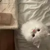 Ivy KIM - @ivy.kim20 - TikTok