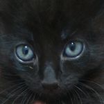 Ivy & Logan - @ivyelogan.cats - Instagram