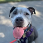 Ivy & Luna - @ivy_texaspitbull - Instagram