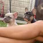 Ivy & Luna🐾 - @ivyandluna_ - Instagram