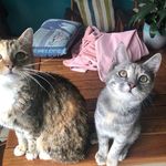 Ivy and Luna - @ivy._.and._.luna - Instagram