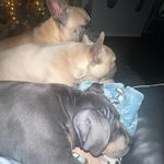 Ivy&Luna 🐾 - @ivylunadiesel - Instagram