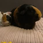 Ivy&Luna - @guinea_piggram - Instagram