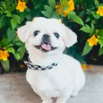 Ivy May Shippy 🐾 - @ivy.may.shippy - Instagram
