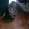 meow - @ivymaystuner - TikTok