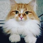Dziga & Simone & Ivy & Moses! - @dziga_the_cat - Instagram