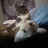ivy & moses🤍 - @ivythekittenn - TikTok