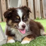 Ivy a Mini Aussie - @ivy.on.the.go - Instagram