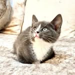 Ivy Patton - @ivy__thekitten - Instagram