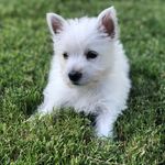 Ivy Post🐾 - @an_ivy_girl - Instagram