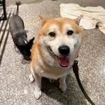 @ivypostcrossingtw - Instagram