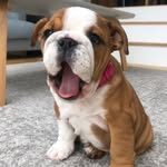 Ivy Reilly - @ivy.thebulldog - Instagram