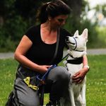 In loving memory of Ivy the white Shepherd - @ivy_the_white_shepherd_ - Instagram