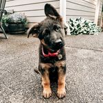 Ivy - German Shepherd (GSD) - @ivy_pnw - Instagram