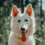 𝕀𝕧𝕪 - 𝕊𝕨𝕚𝕤𝕤 𝕊𝕙𝕖𝕡𝕙𝕖𝕣𝕕 - @ivyswissshepherd - Instagram