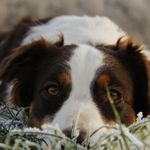 Ivy - @_ivy_shepherdpower - Instagram