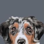 Ivy | Mini Australian Shepherd - @ivy.the.miniaussie - Instagram