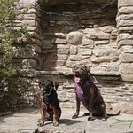 Ivy & Shepherd Bullen 🐾🐾 - @ivyandsheps_adventures - Instagram