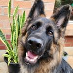 Ivy - @ivy.the.german.shepherd - Instagram