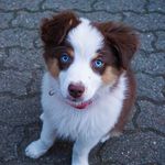Ivy - @ivy_australian_shepherd - Instagram