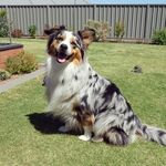 𝙄𝙑𝙔 - @ivy_theaussieshepherd - Instagram