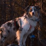 Ivy • Australian Shepherd - @ivy_bluemerle - Instagram