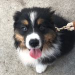 Ivy the Australian Shepherd - @ivytheaus - Instagram