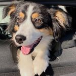 Ivy the Australian Shepherd - @aussieraisedbycats - Instagram