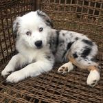 Ivy the Australian Shepherd - @iamnotahusky - Instagram