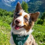 Ivy the Australian Shepherd 🎀 - @ivy_the_australian - Instagram