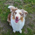 Ivy the Australian Shepherd 🐶🐾 - @ivy_.the_.aussie - Instagram