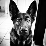 Ivy The German Shepherd - @ivy_the_gsd - Instagram
