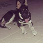 IVY THE GERMAN SHEPHERD - @ivy_the_german_shepherd - Instagram