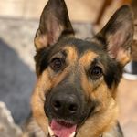Ivy the shepherd 🧡🐶 - @_ivy_the_shepherd_ - Instagram