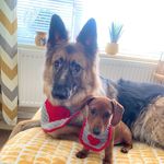 Mabel and Ivy 💕💕 - @sausage_mabel_shepherd_ivy - Instagram