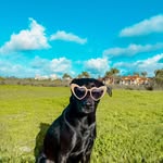 chester & ivy - @chesternivy - Instagram