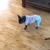 Ivy🐶 - @ivy_strongfrenchie - TikTok