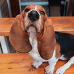 Ivy Terrence Wallace - @ivy.thebasset - Instagram