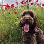 Ivy Wright - @ivy.is.a.dog - Instagram