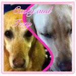 Casey And Izzy - @caseyandizzyforever - Instagram
