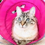 Izzy Rae Casey - @izzy.thekitty.rae - Instagram