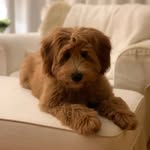 Izzy - @izzy_cobberdog - Instagram