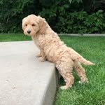 Izzy The Cobberdog - @izzy_the_cobberdog - Instagram