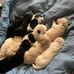 Izzy and Gomez Goldendoodlez - Facebook