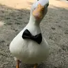 Jabari Robinson - @jabari.robinson - TikTok
