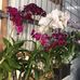 陳嘉賓 - Facebook