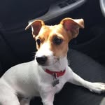 Bond, James Bond +Monica🐣 - @bond_thejackrussel - Instagram