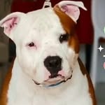 Jack + Teka + Camp - @pets_jack_teka_camp - Instagram