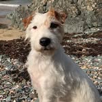 Jac Evans - @jac.terrier - Instagram
