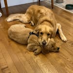 Finn + Jack - @jack.finn.goldens - Instagram